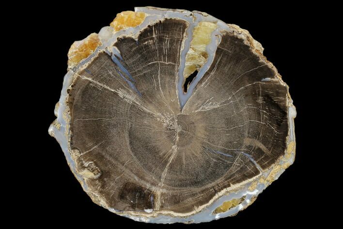 Petrified Wood (Schinoxylon) Slab - Blue Forest, Wyoming #114457
